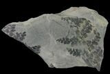 Pennsylvanian Fossil Fern (Sphenopteris) Plate - Kentucky #137742-1